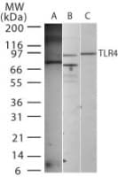 TLR4 Antibody (aa100-150)