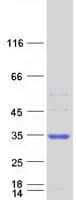 Human COA7 / SELRC1 Protein (Recombinant Myc-DDK (Flag))