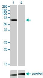 Monoclonal Mouse anti-Human p56lck / LCK Antibody (clone 3F7-F5, WB)