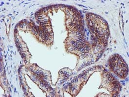 EPN2 Antibody (clone OTI1F5)