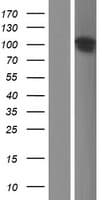 ANKS6 Protein (Over-Expression Lysate Myc-DDK (Flag))