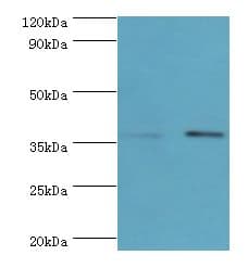 PBK / TOPK Antibody (aa1-322)