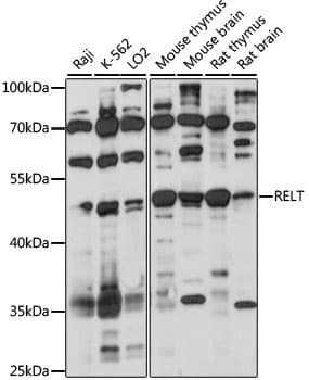 Polyclonal Rabbit anti-Human TNFRSF19L / RELT Antibody (WB)