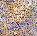 PRPF38A Antibody (aa283-312)