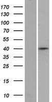 ZNF391 Protein (Over-Expression Lysate Myc-DDK (Flag))