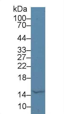 LALBA / Alpha Lactalbumin Antibody (aa12-142)