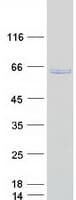 Human RPN2 / Ribophorin II Protein (Recombinant Myc-DDK (Flag))