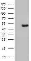 RNH1 Antibody (clone OTI3F11)