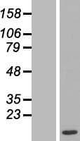 MAX Protein (Over-Expression Lysate Myc-DDK (Flag))