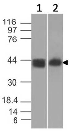 CTLA4 / CD152 Antibody