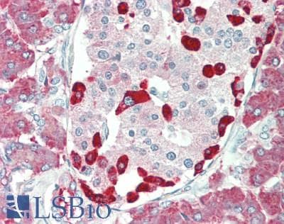 IHC-plus™ AMY1A / Salivary Amylase Antibody