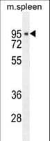 DTL / CDT2 Antibody (aa229-256)