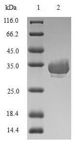 Human DEFA1 / Defensin Alpha 1 Protein (Recombinant GST, N-terminus)
