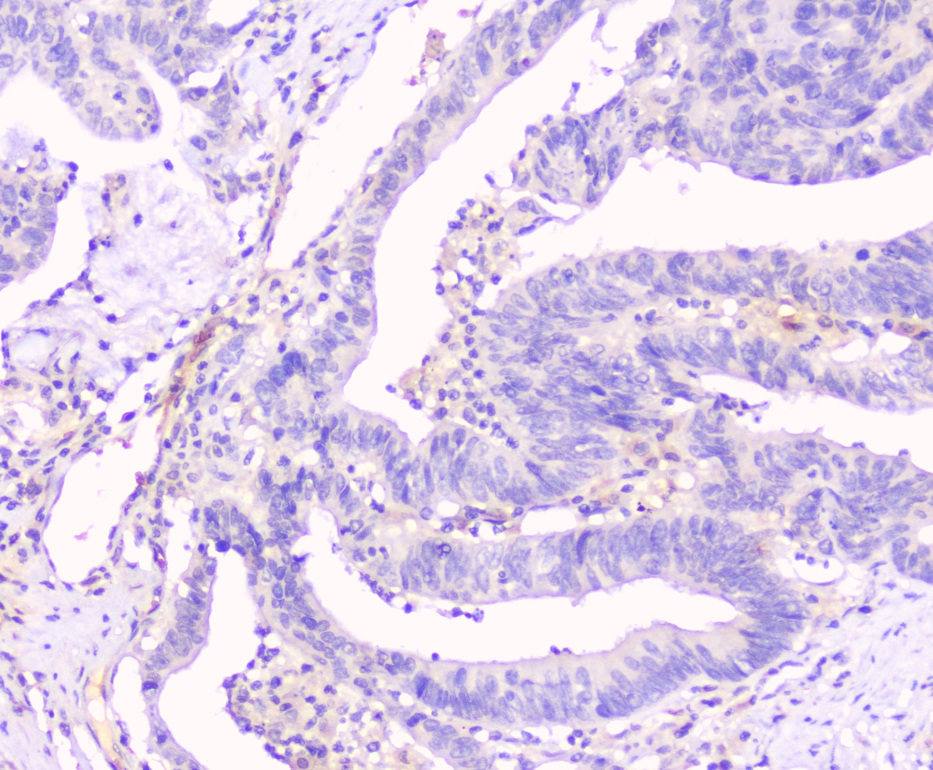 GJA1 / CX43 / Connexin 43 Antibody (aa351-367)