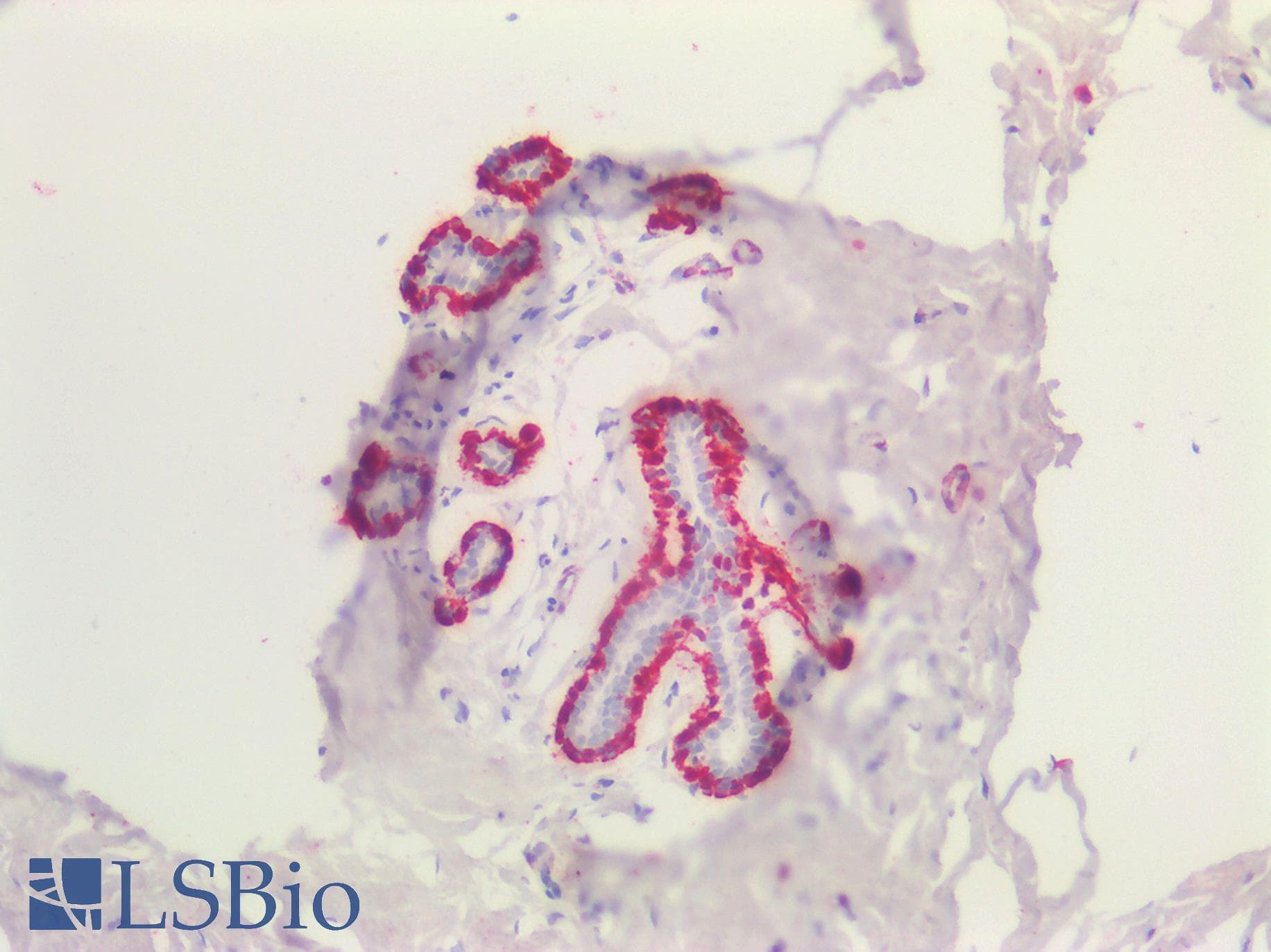 IHC-plus™ TAGLN / Transgelin / SM22 Antibody (aa190-201)