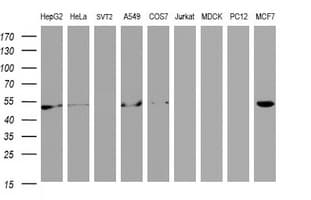 Selenium Binding Protein 1 Antibody (clone OTI2B12, Carrier-free)