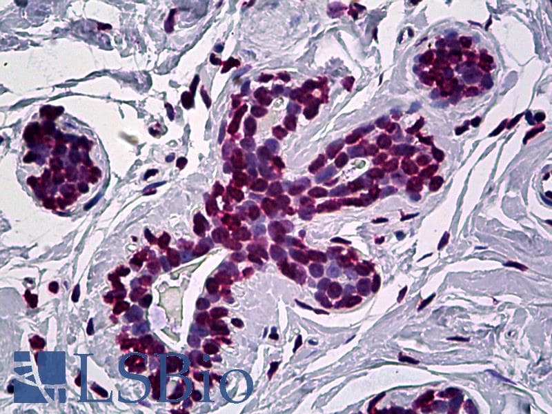 IHC-plus™ Monoclonal Mouse anti-Human EN1 / Engrailed Antibody (clone 1F5, IHC, WB)