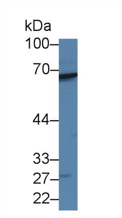 RARS Antibody (aa1-146, APC)