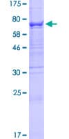 Human B3GALTL Protein (Recombinant GST)