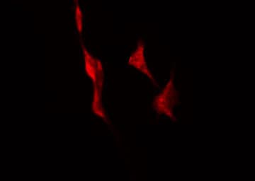 TAS2R43 Antibody