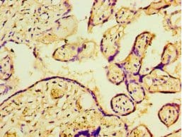 P4HA2 Antibody (aa236-535)