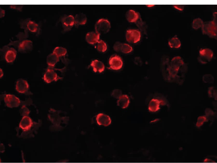 FAM82A1 Antibody