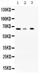Polyclonal Rabbit anti-Human WDR1 Antibody (WB)