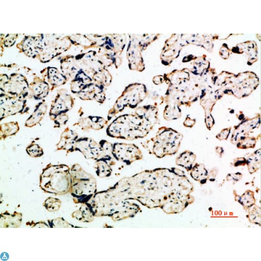 DDT / Dopamine Tautomerase Antibody