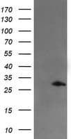 SNAI2 / SLUG Antibody (clone OTI2B12, Carrier-free)