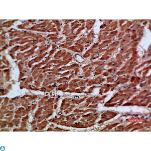 ARTN / Artemin Antibody