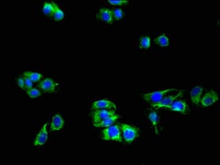 Polyclonal Rabbit anti-Human APOER2 / LRP8 Antibody (IF, WB)