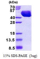 E. coli MBP / Maltose Binding Protein (Recombinant His)