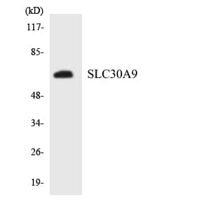 SLC30A9 / ZNT9 Antibody (aa165-214)