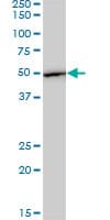 Monoclonal Mouse anti-Human EF1G / EEF1G Antibody (clone 3F11-1A10, IF, WB)