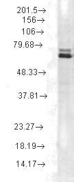 HSP70 / Heat Shock Protein 70 Antibody (clone 2A4, PerCP)
