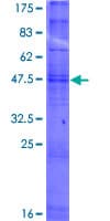 Human OR10H2 Protein (Recombinant GST)