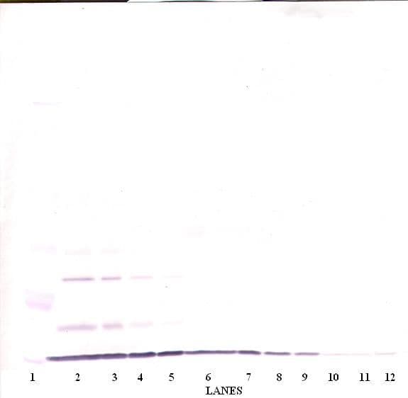CXCL1 / GRO Alpha Antibody