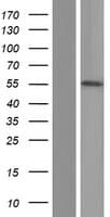 CAMKK2 Protein (Over-Expression Lysate Myc-DDK (Flag))