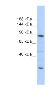 CDC5 / CDC5L Antibody (C-Terminus)