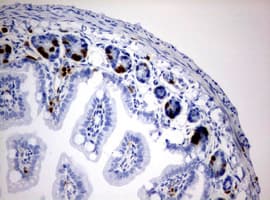 BrdU Antibody (clone 3F11)