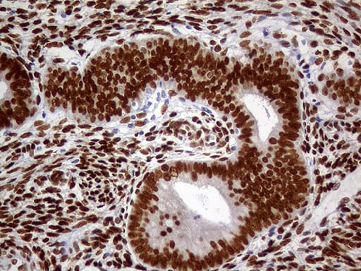 MEIS1 Antibody (aa176-390, clone OTI2A3)