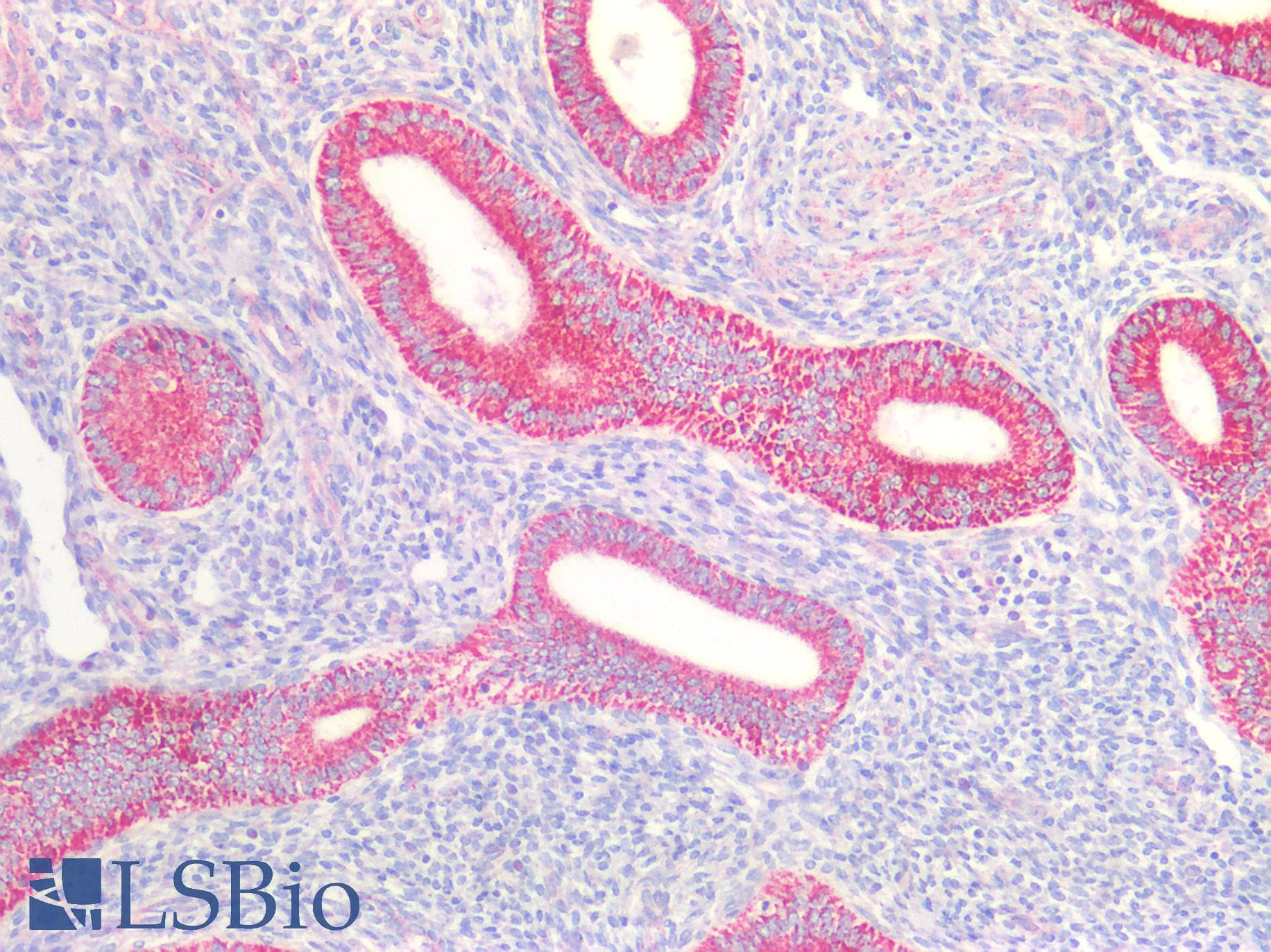 IHC-plus™ AIFM1 / AIF / PDCD8 Antibody