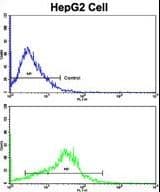 Polyclonal Rabbit anti-Human APP / Beta Amyloid Precursor Antibody (aa29-61, IHC, WB)