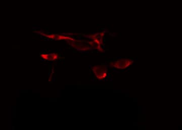 Polyclonal Rabbit anti-Human RFTN1 / Raftlin Antibody (IF, WB)