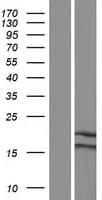 NDUFA6 Protein (Over-Expression Lysate Myc-DDK (Flag))
