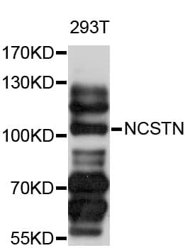 NCSTN / Nicastrin Antibody