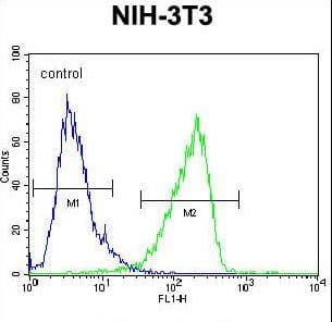 Polyclonal Rabbit anti-Human CNN3 Antibody (aa129-158, IHC, WB)