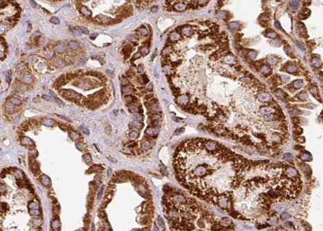 SEPP1 / Selenoprotein P Antibody