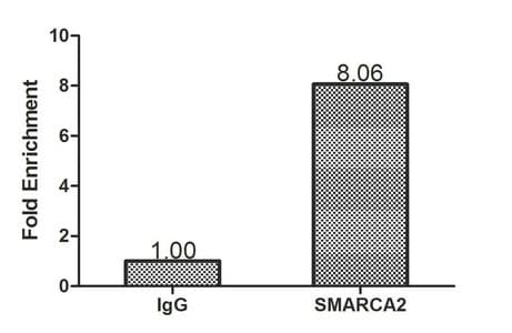 SMARCA2 / BRM Antibody (aa700-1216)