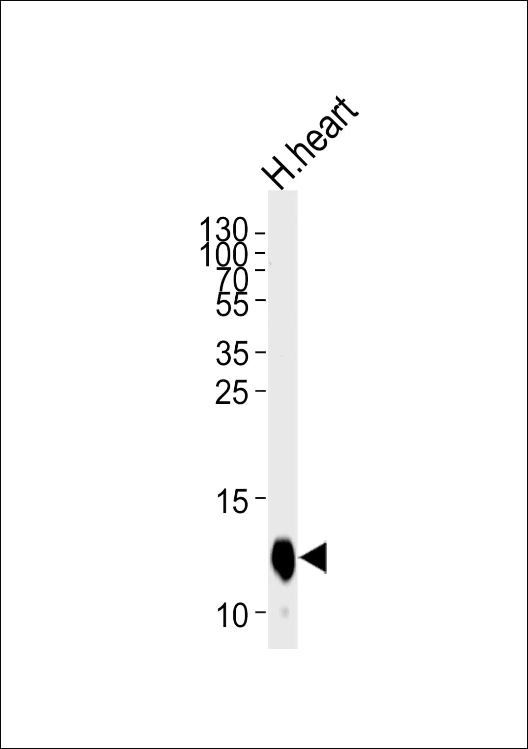 COX6A2 Antibody (aa37-66)
